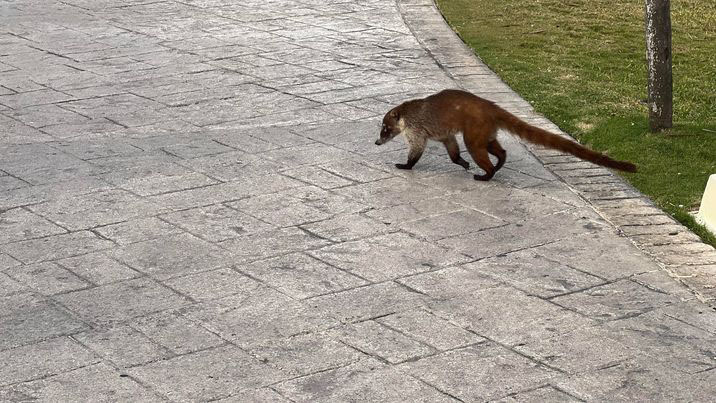 Mexican Trash Panda