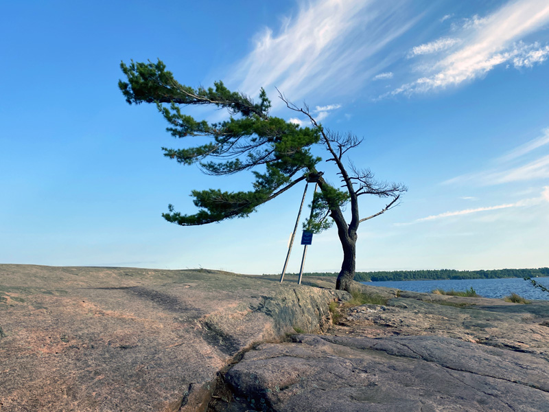 The ‘Killbear Sunset Rocks Tree’ has seen better days, but is still hanging on