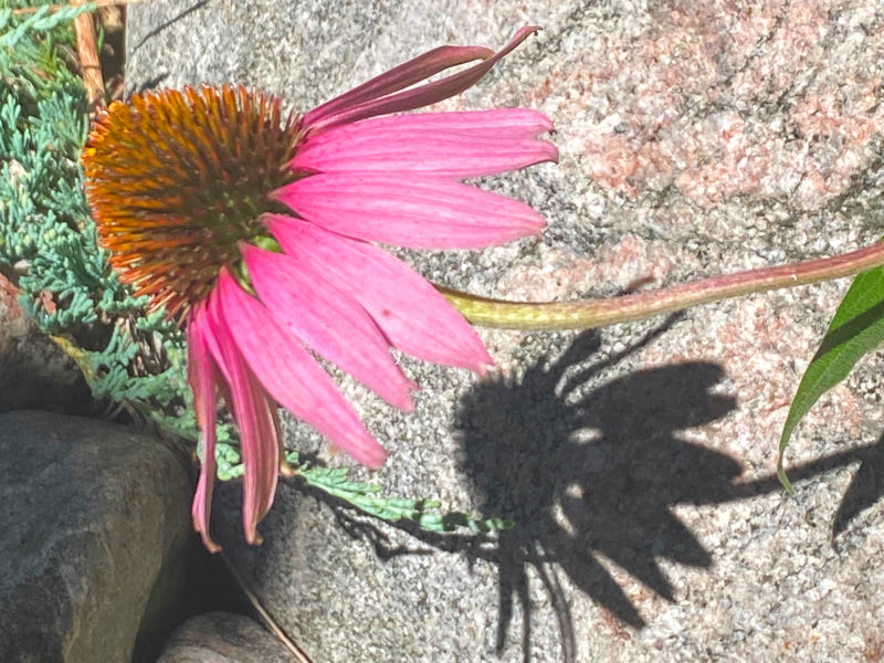 Solo flower Solo flower