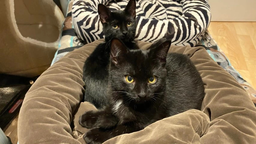 Cats!Cats!Cats! Cats!Cats!Cats!