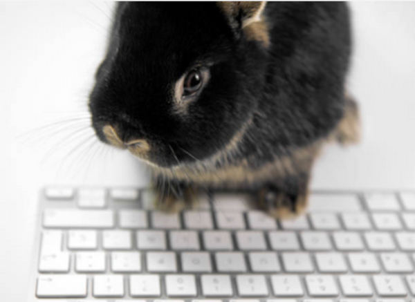 Wabbit Season Wabbit Season