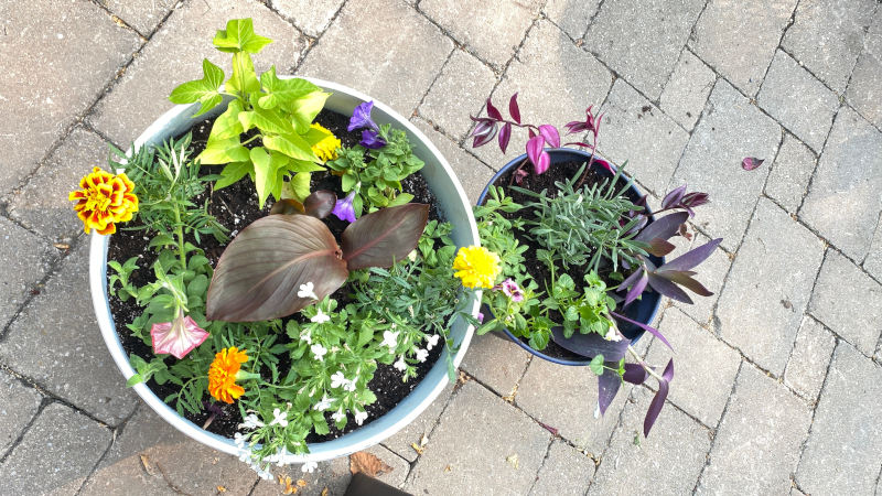 This Summer's planters This Summer's planters