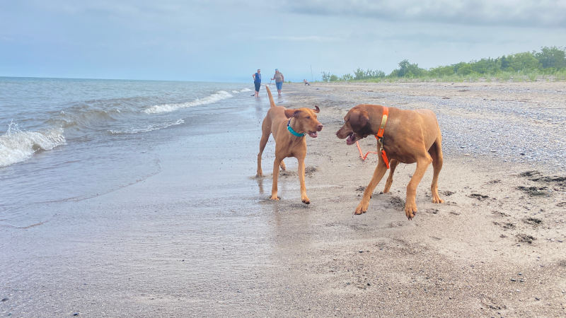 Beach fun