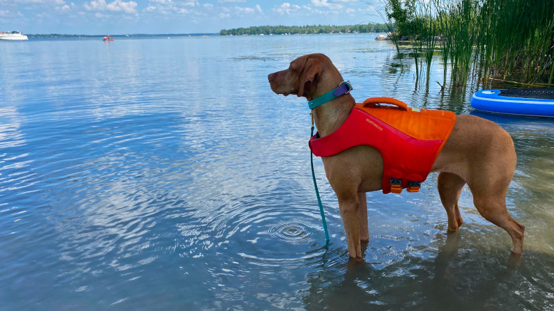 Water dog is ready for the water! Water dog is ready for the water!