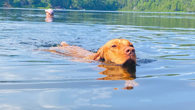 Next gen of water Vizslas Next gen of water Vizslas