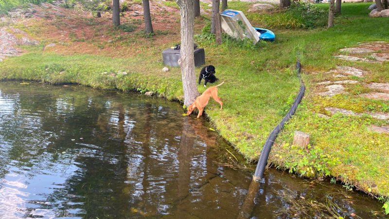 Down by the Water Down by the Water