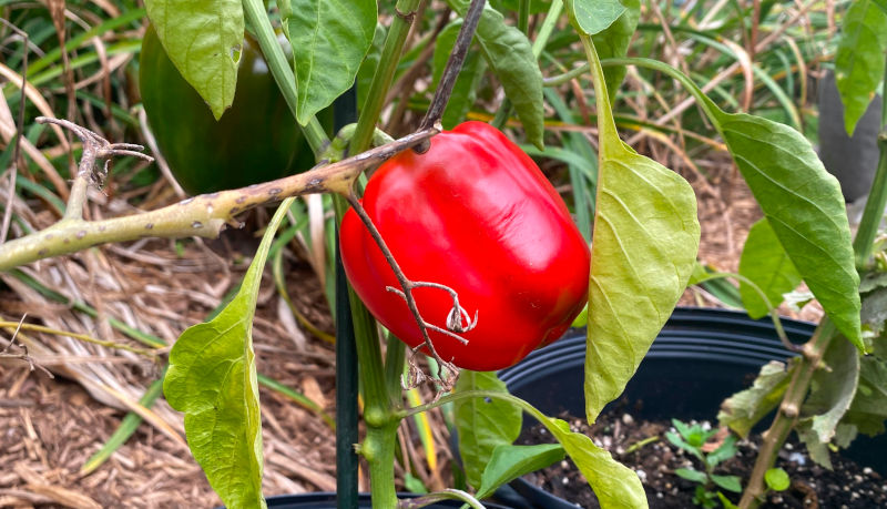 Our own produce Our own produce!