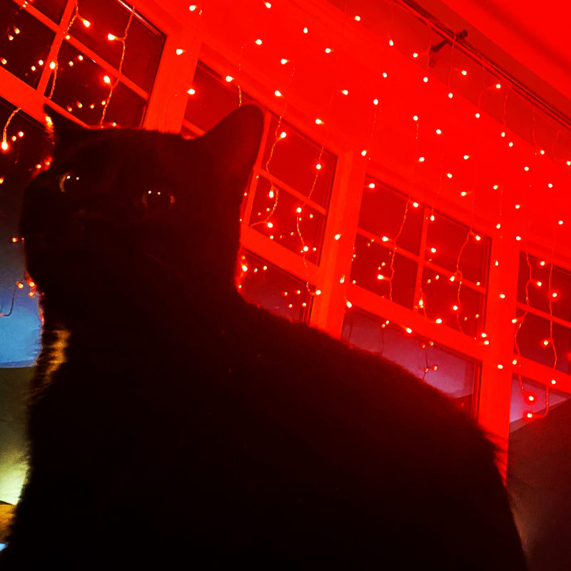 Black cats are awesome! Black cats are awesome!