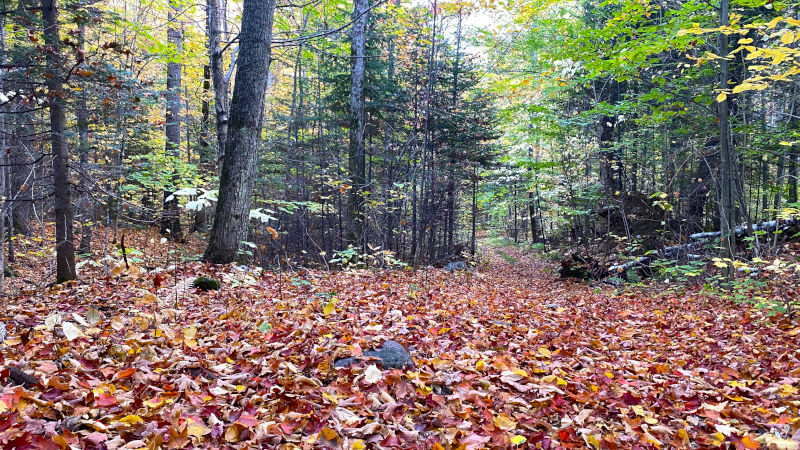 There is a trail there somewhere There is a trail there somewhere
