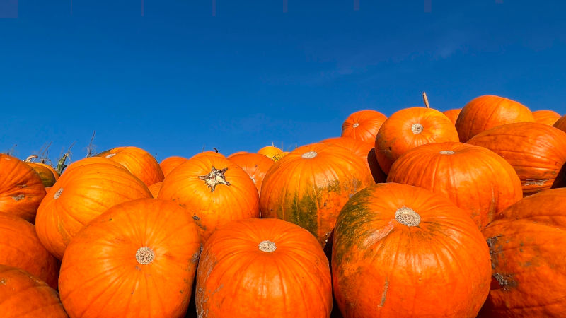 Fall means pumpkins. Photo by bdot. Fall means pumpkins. Photo by bdot.