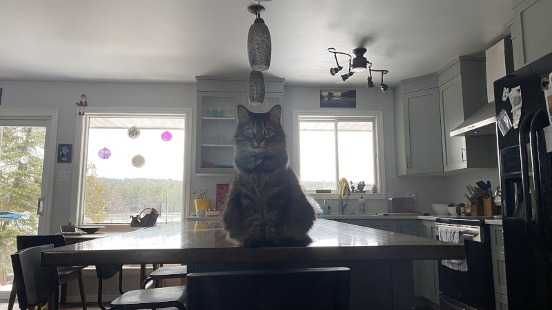 Dexter. My other cat. Dexter. My other cat.