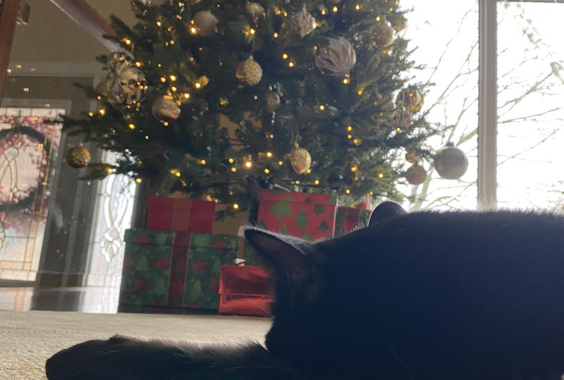 Moch watching the Christmas tree Moch watching the Christmas tree