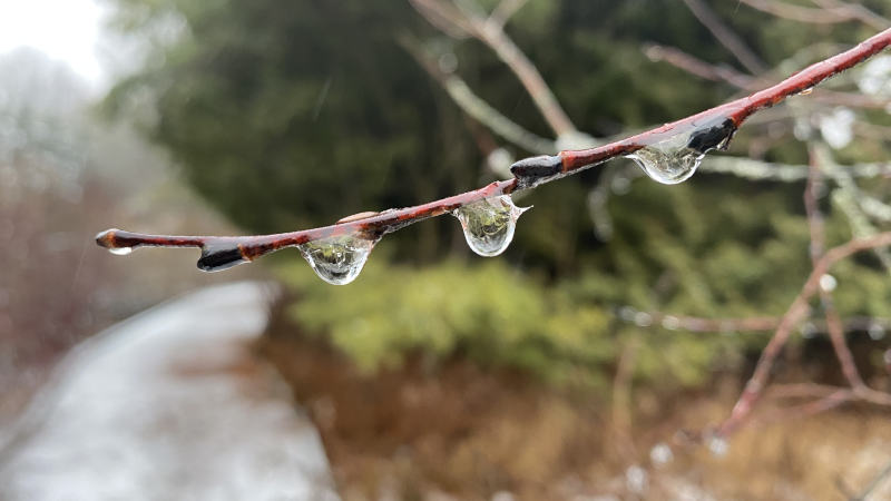 Wet walk in Palgrave today Wet walk in Palgrave today