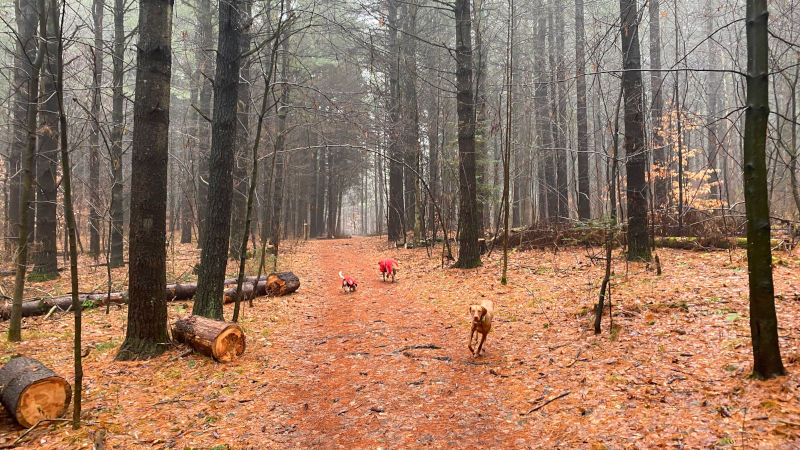 Damp dogs