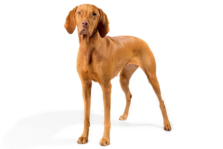More dogs? More dogs?