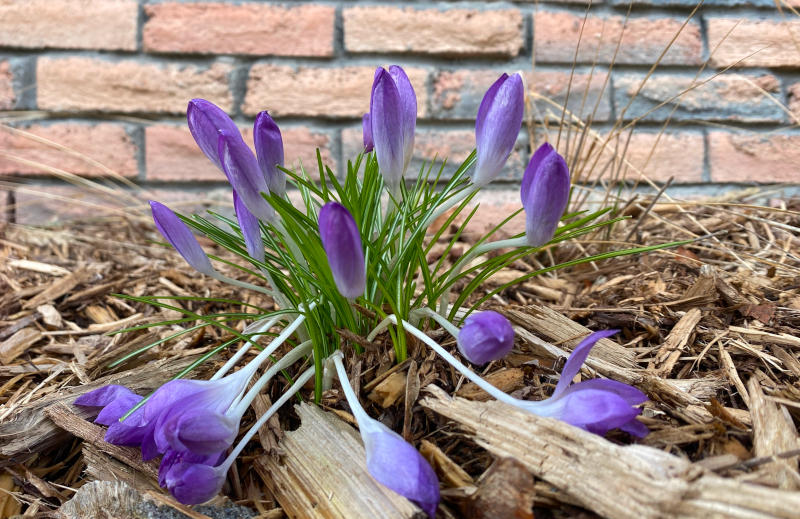 Here come the flowers!