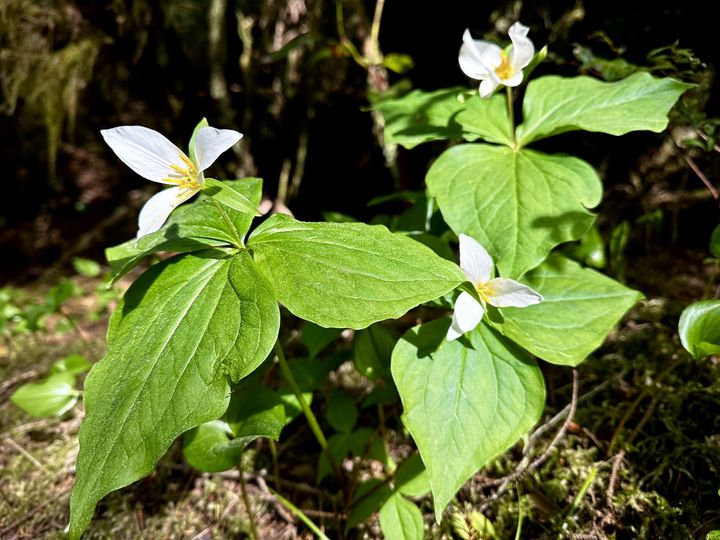 Ontario's little miracle