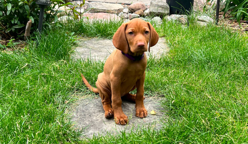 Edie Edie