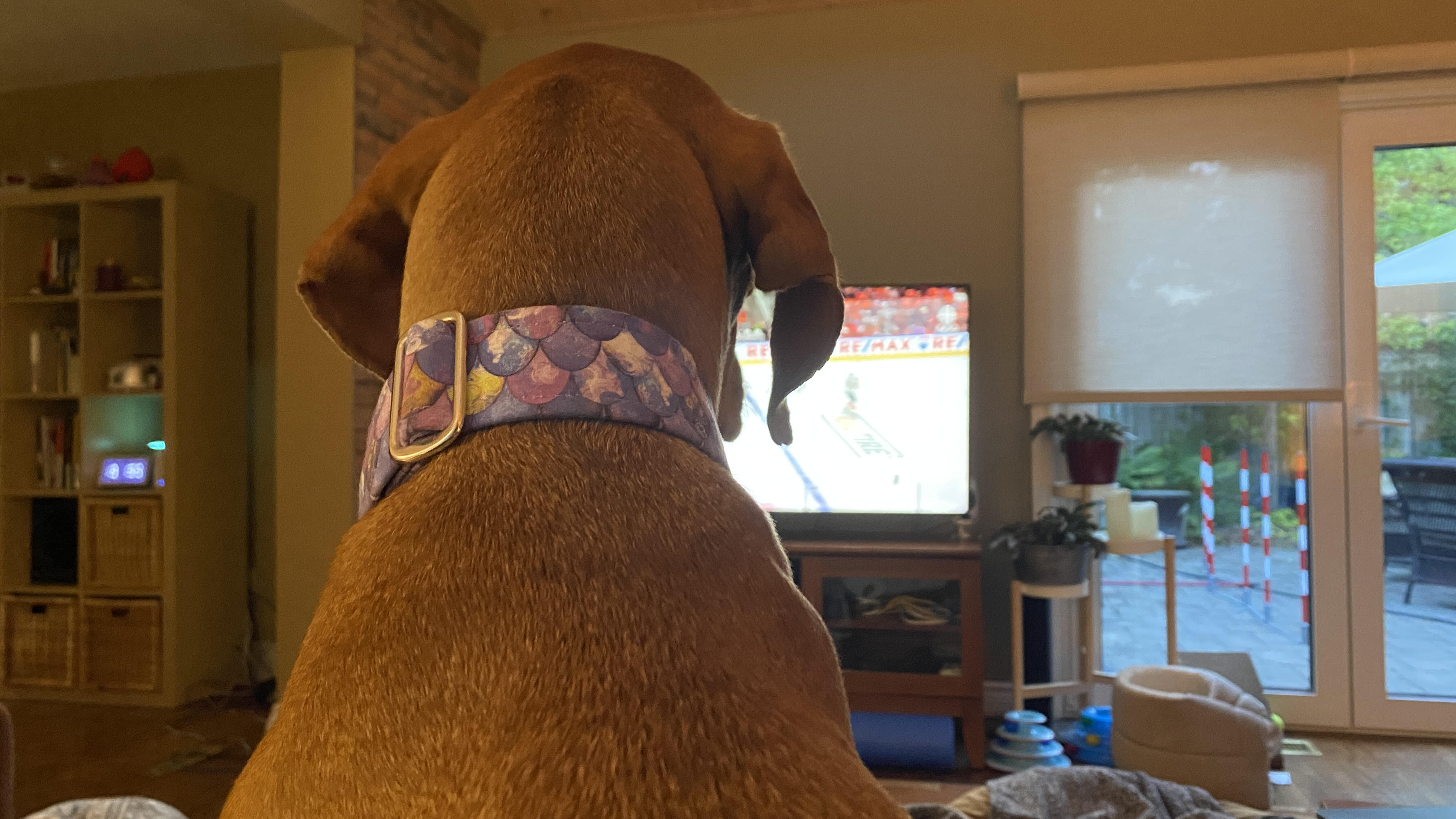 Watching sports with a Vizsla. Sigh. Watching sports with a Vizsla. Sigh.