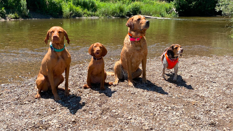 Dog buddies Dog buddies