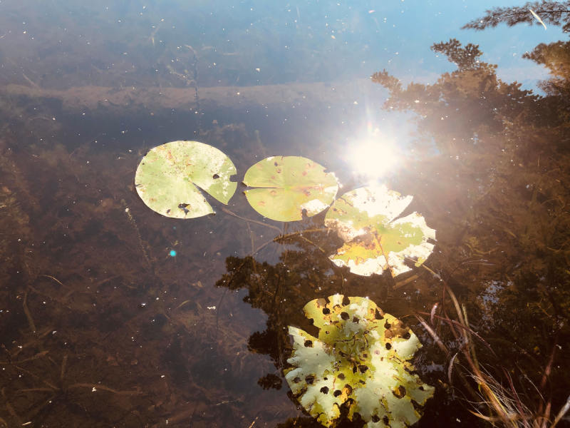 Lilypads sure enjoy the Sun Lilypads sure enjoy the Sun