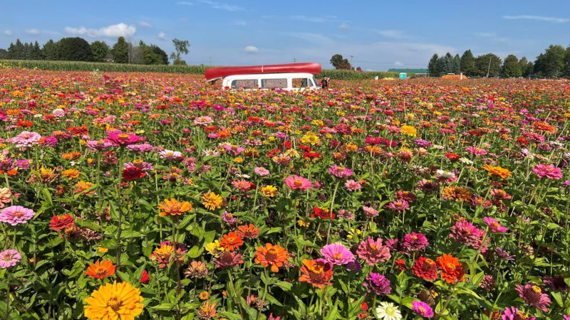 Wider shot of the flower field Wider shot of the flower field