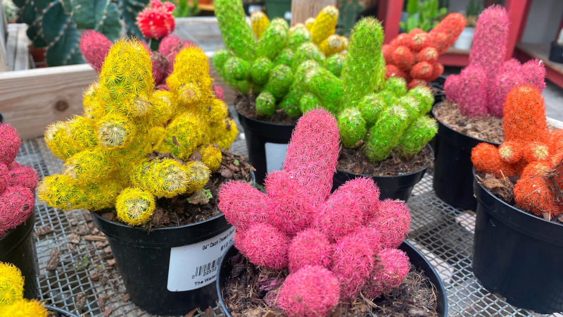 Unnature cactus Unnature cactus