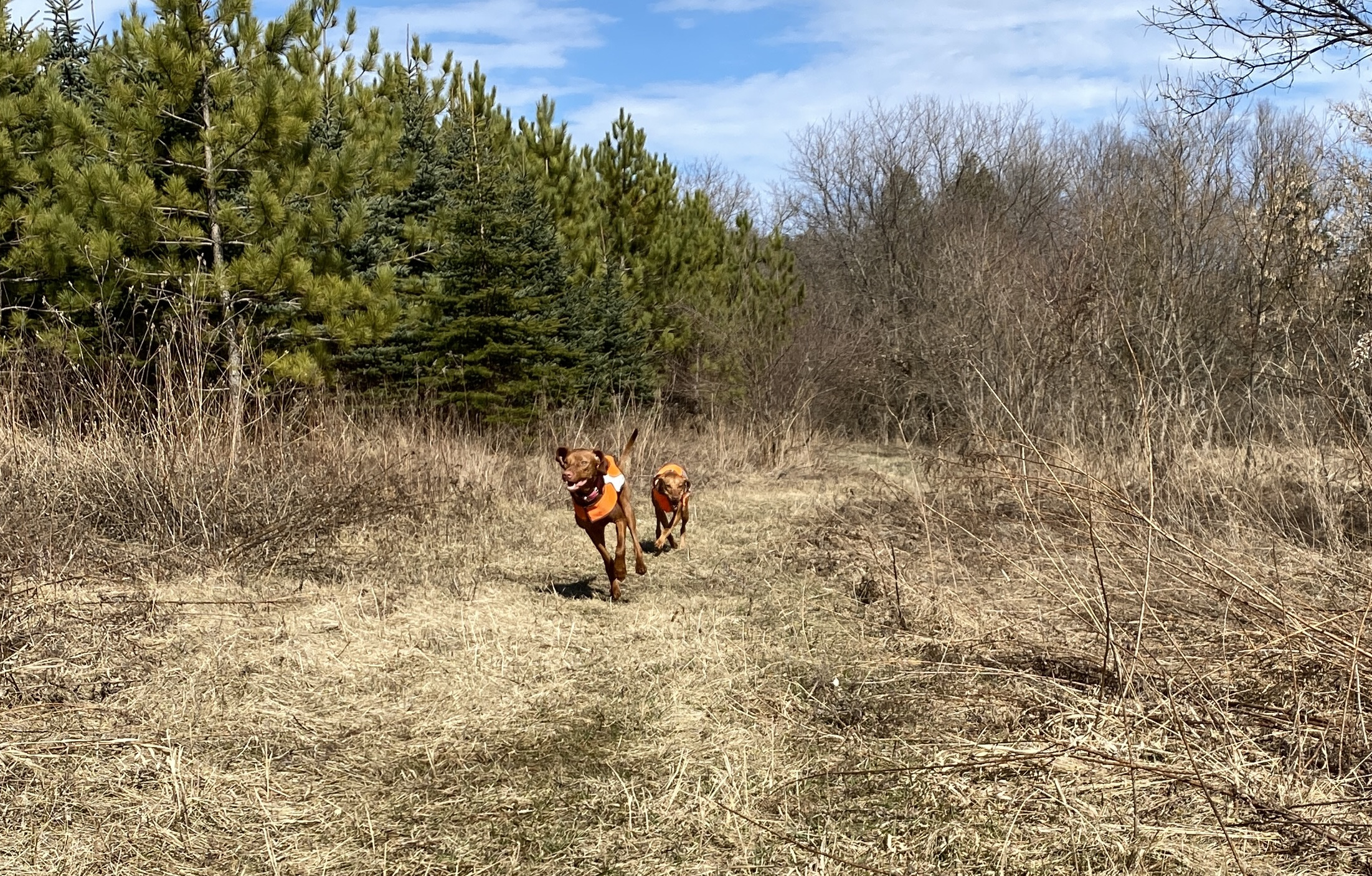 Vs in full flight Vs in full flight