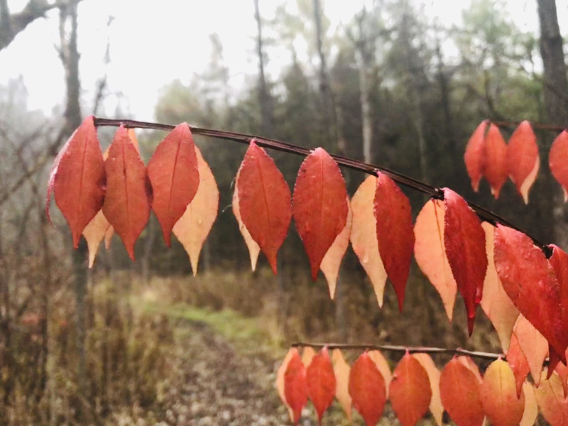 Some leaves hanging on...